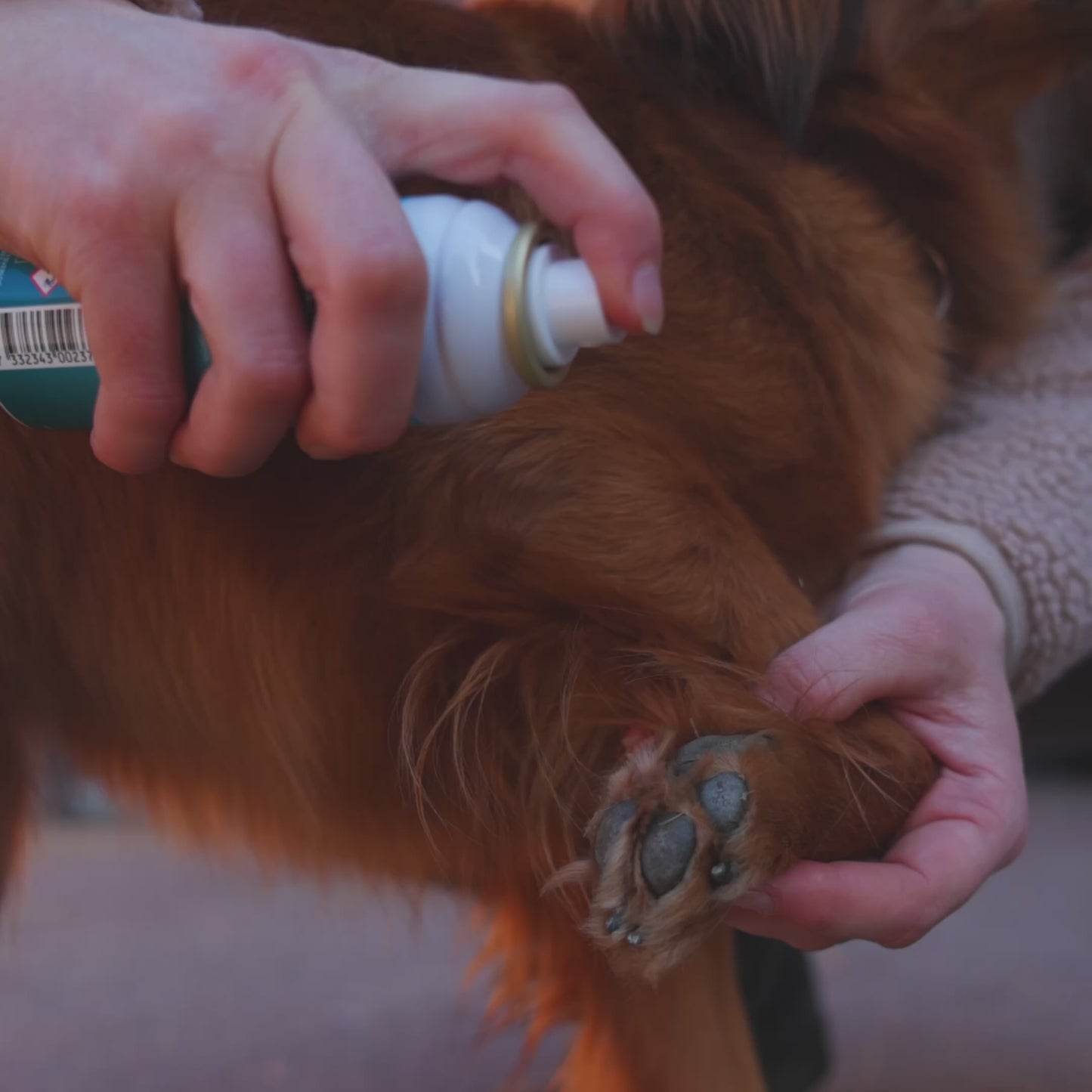 
                  
                    Laden und Abspielen von Videos im Galerie-Viewer, Emollivet PAW+ Spray für Hunde mit trockenen, gereizten oder infizierten Pfoten
                  
                