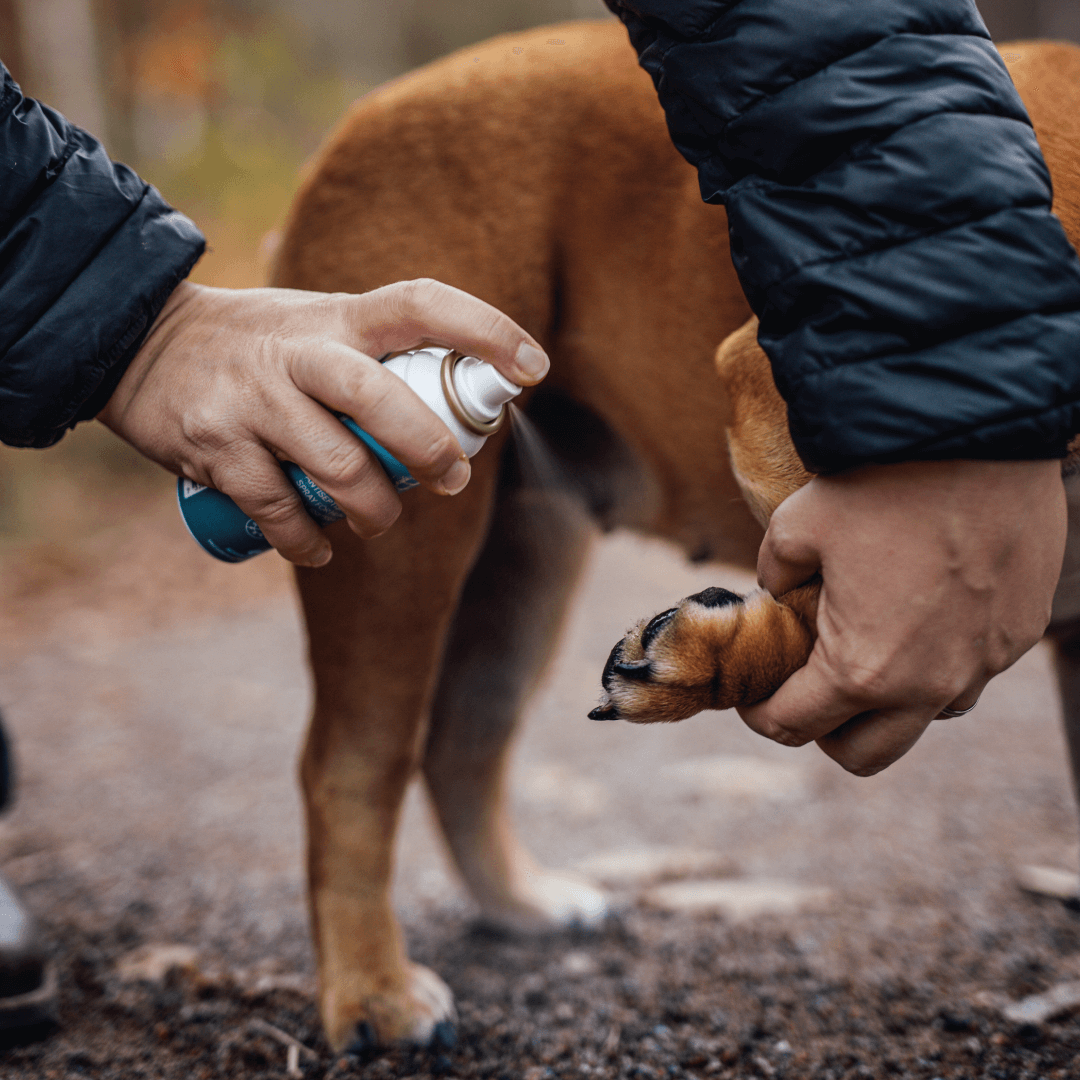 
                  
                    Emollivet PAW+ Antiseptisk mjukgörande spray för hundar med torra, irriterade eller infekterade tassar - Emollivet
                  
                
